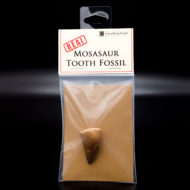 Real Mosasaur Tooth