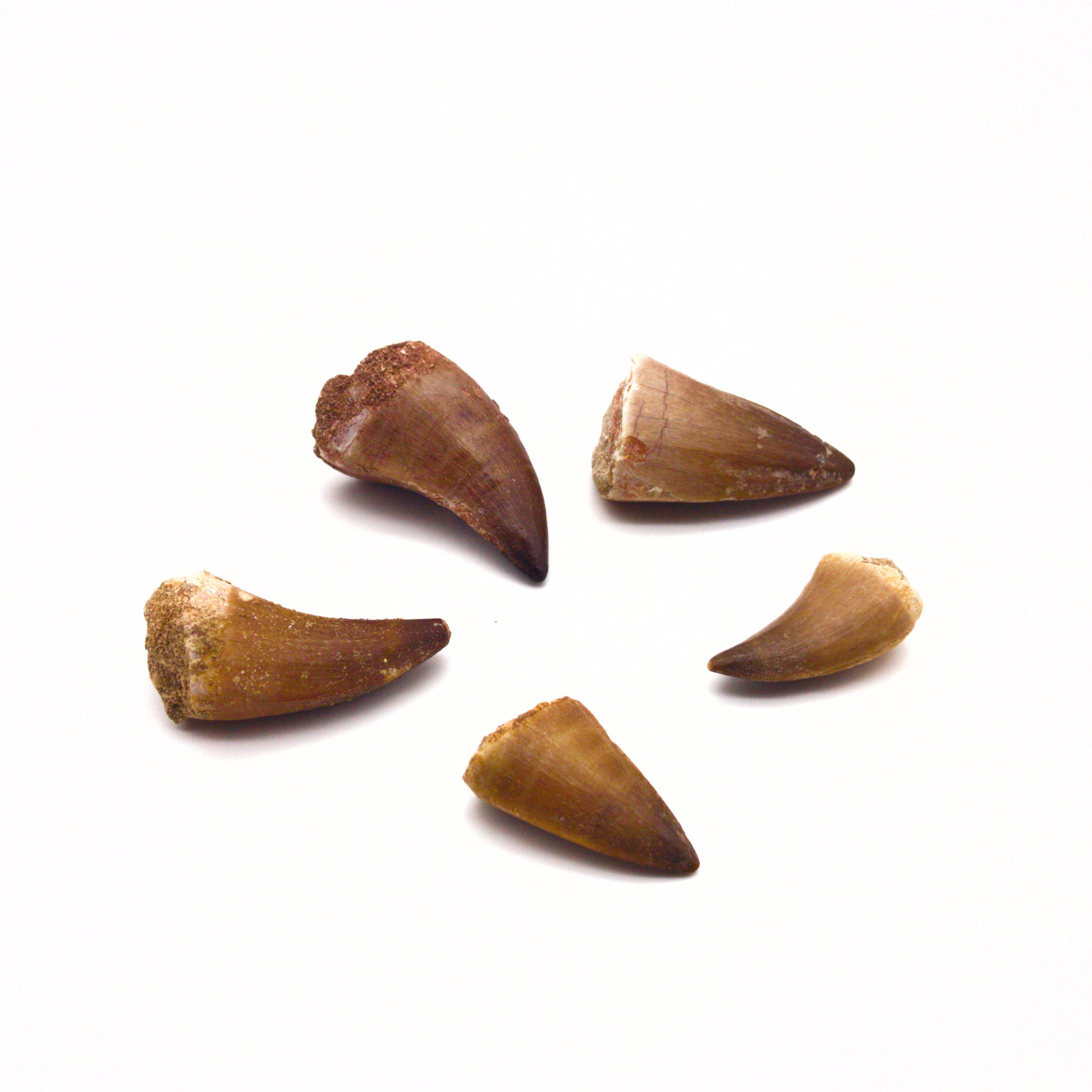 Real Mosasaur Tooth - Image 2