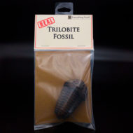 Real Trilobite Fossil