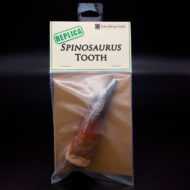 Replica Spinosaurus Tooth