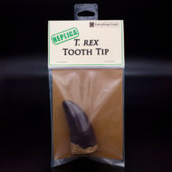 Replica T. rex Tooth Tip