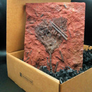 Whole Crinoid
