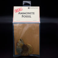 Real Ammonite