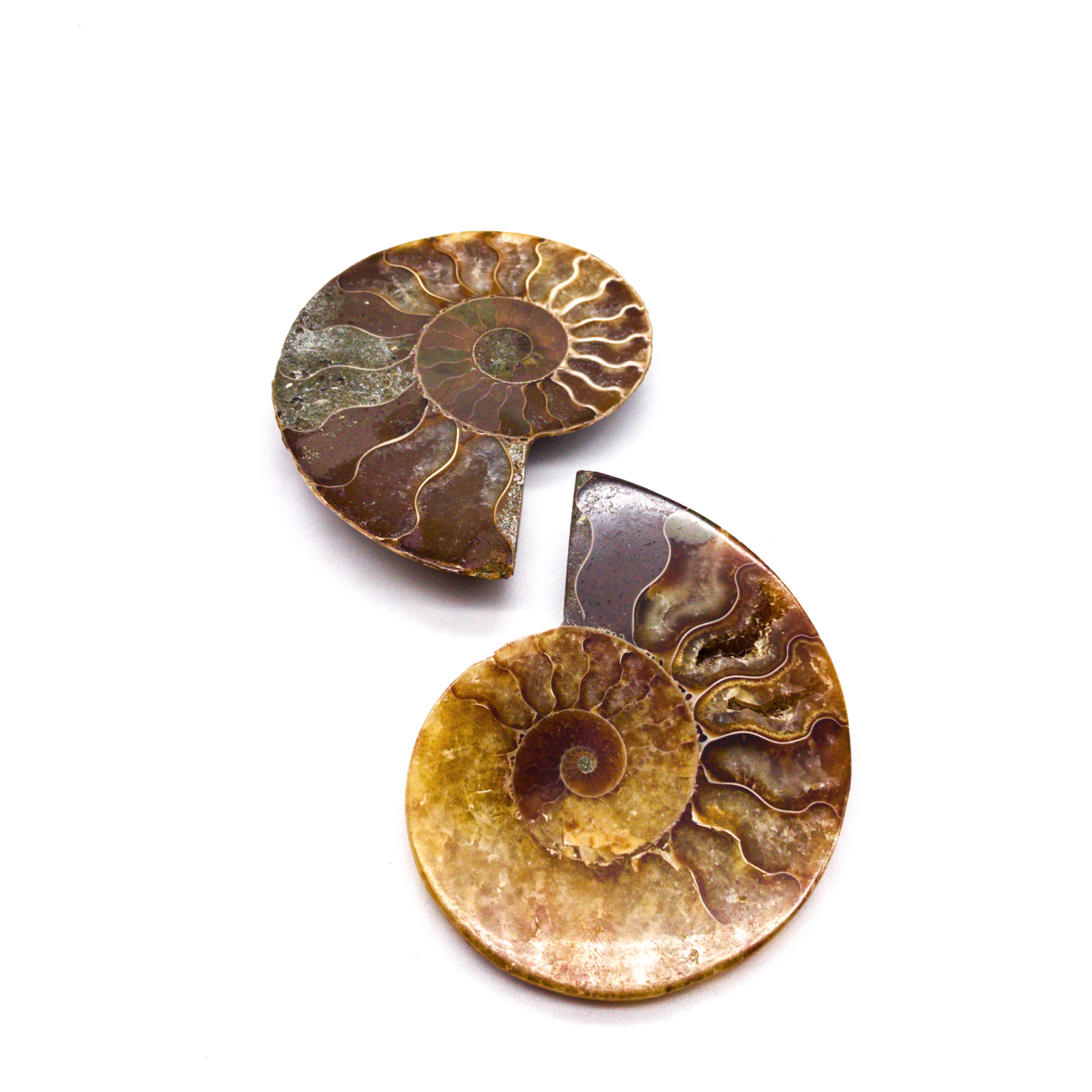Real Ammonite - Image 2