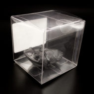 Replica Trilobite Magnet